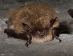 Brandt's Bat or Whiskered Bat